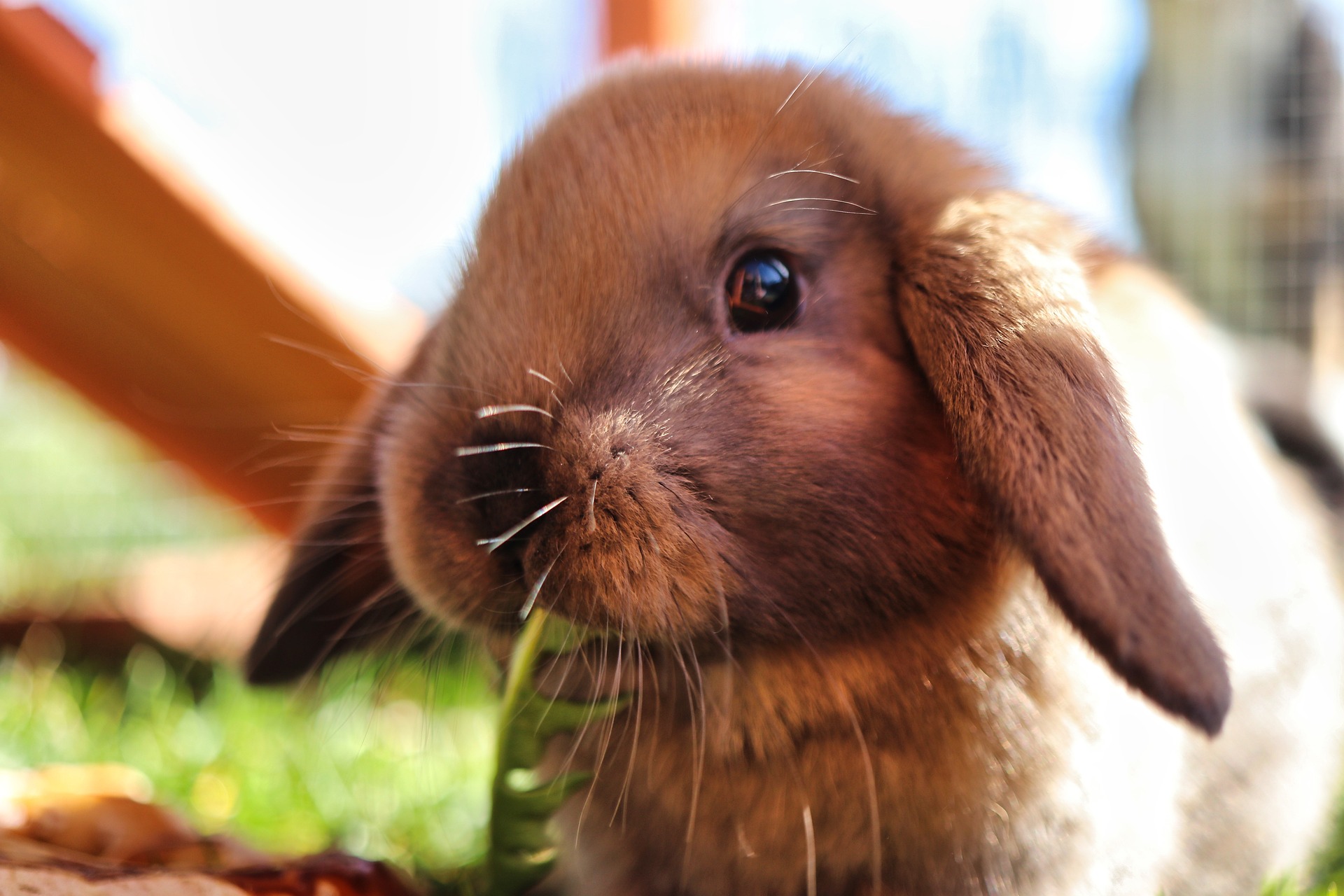 Newbie Common Questions About Pet Rabbits - ASK FLOPPY