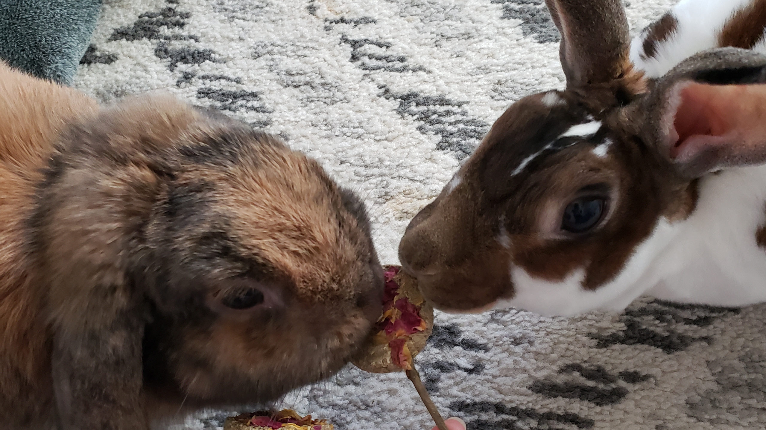 Rabbit Treat Paw-fection: Floppy Recommends No Furries Delights - ASK ...